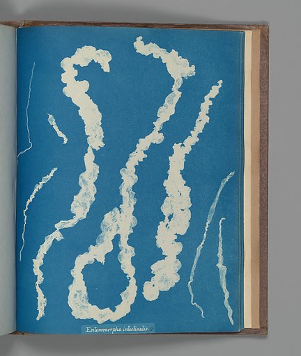 Enteromorpha intestinalis ß