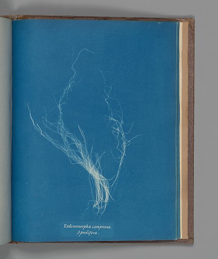 Enteromorpha compressa, ß prolifera