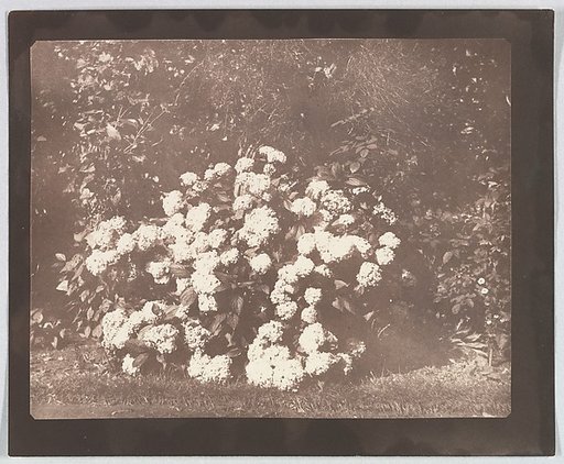 A Bush of Hydrangea in Flower