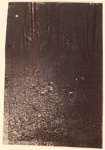 [The Wilderness Battlefield, near Spotsylvania, Virginia]
