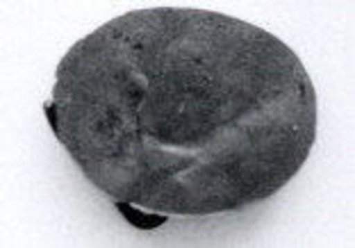 Disk ornament