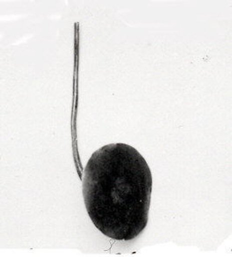 Disk ornament