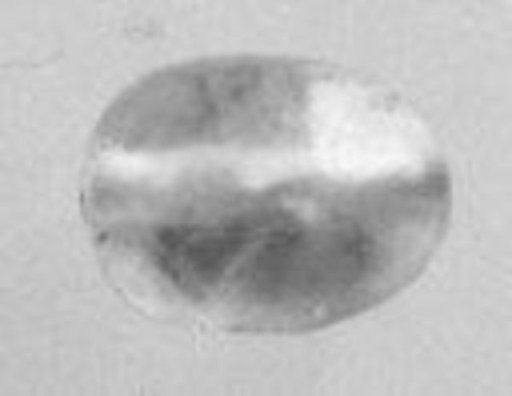 Scaraboid seal