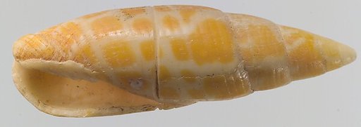 Shell