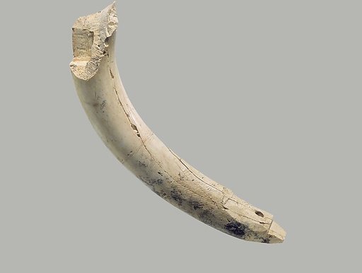 Furniture element made from a hippopotamus incisor