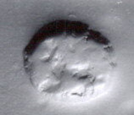 Stamp seal (scaraboid) with animal