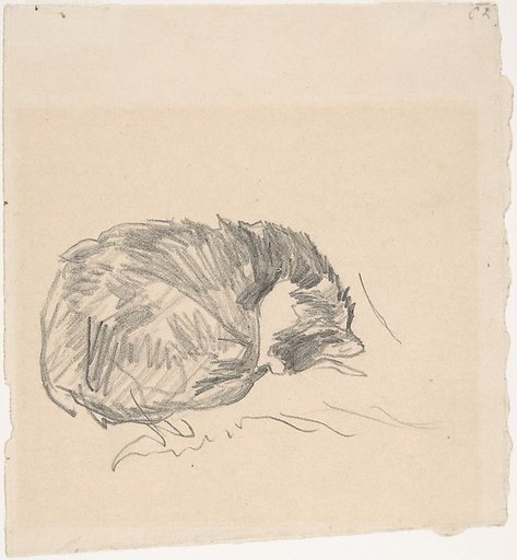 A Cat Curled Up, Sleeping