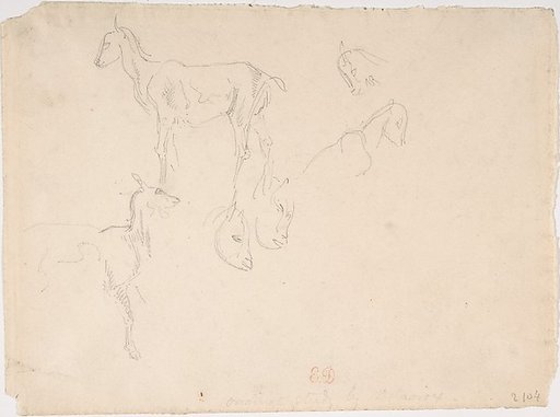 Studies of a Goat