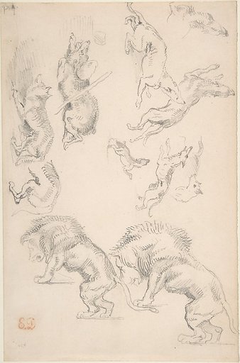 Studies of Animals