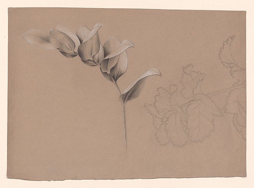 Floral Design