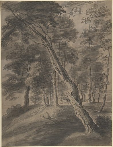 Forest Scene with Tree in Foreground
