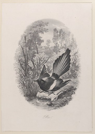 Magpie