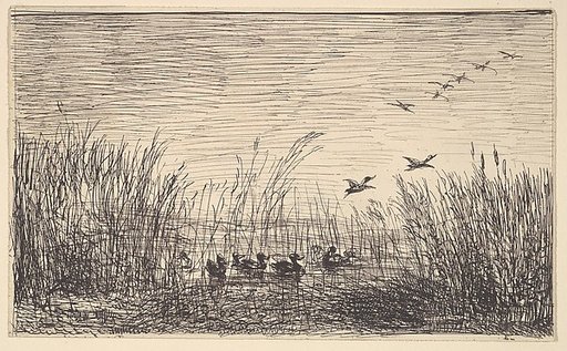 Ducks in the Marshes