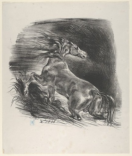 Wild Horse