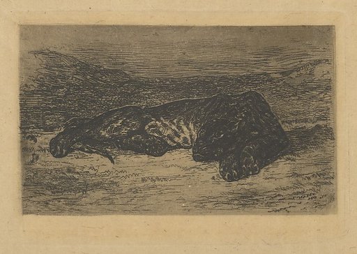 Tiger Lying in the Desert