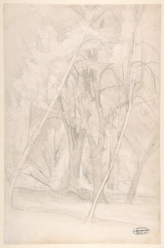Forest Interior
