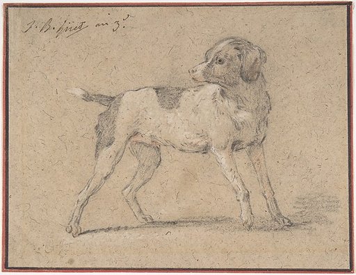 Black and White Dog, Head Turned to the Left