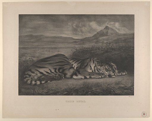 Royal Tiger
