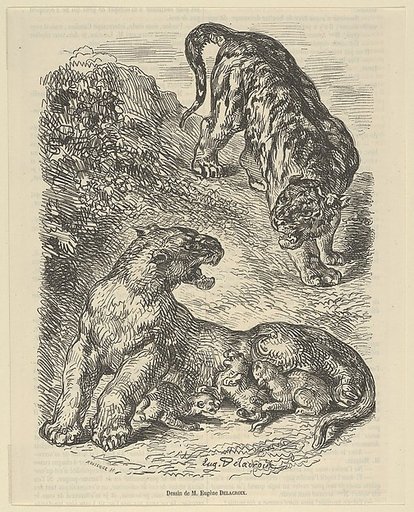 Tigress Attacked by a Tiger While Nursing her Young, from "Le Magasin Pittoresque"