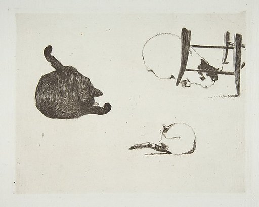 Cats