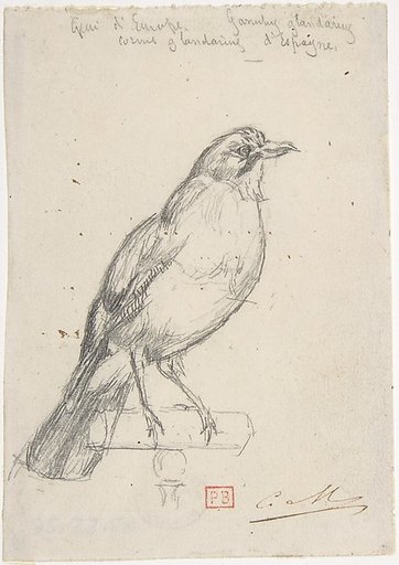 A European Jay