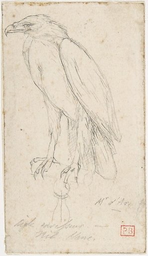 A Golden Eagle