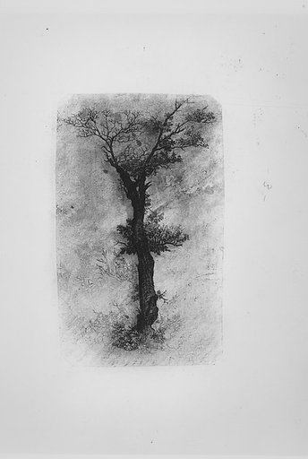 Étude d'un Arbre (Study of a Tree)