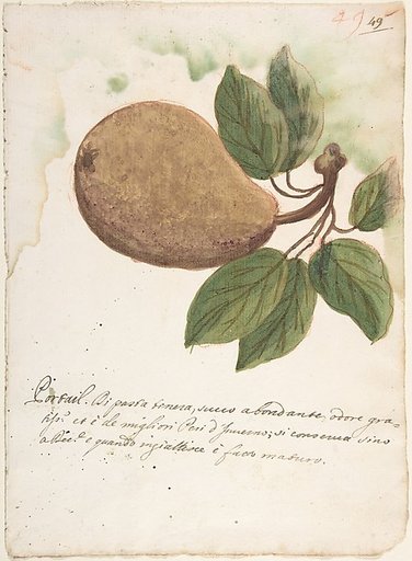 Pear