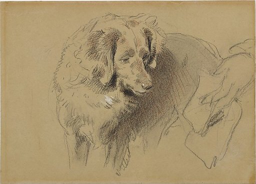Study of a dog