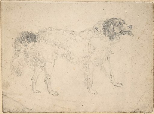 Study of a herding dog facing right