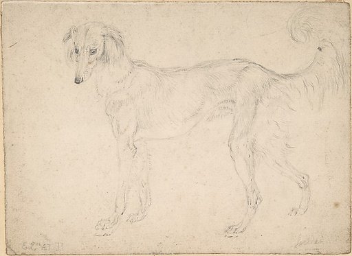 Study of a feathered saluki, facing left