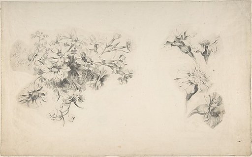 Studies of Flowers