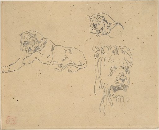 Three Studies of a Lion