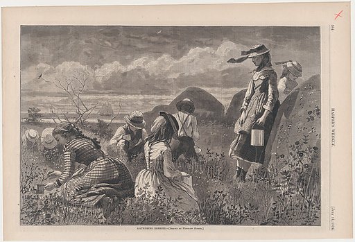 Gathering Berries (from "Harper's Weekly," Vol. XVIII)
