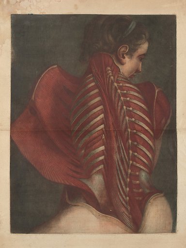 Myologie Complette en Couleur et Grandeur Naturelle
