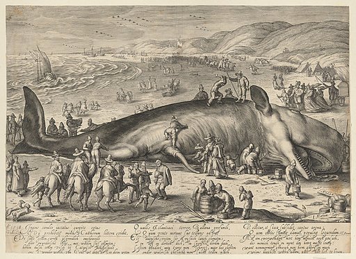 Sperm whale beached near Berkhey on 3 February, 1598