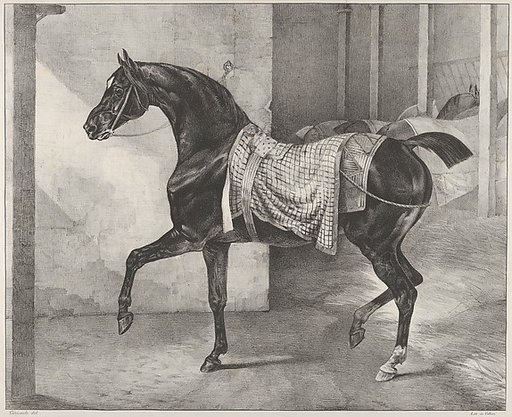 Black Horse Tethered in a Stable