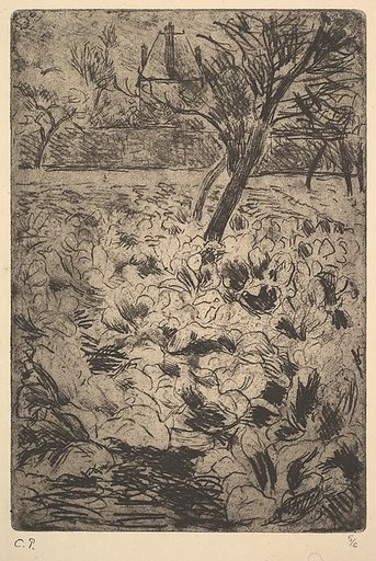 The Cabbage Field