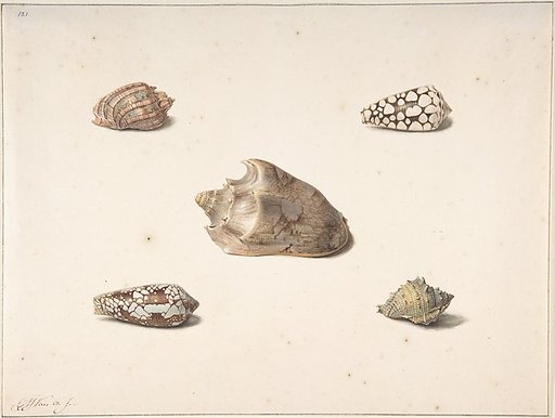 Five Shells