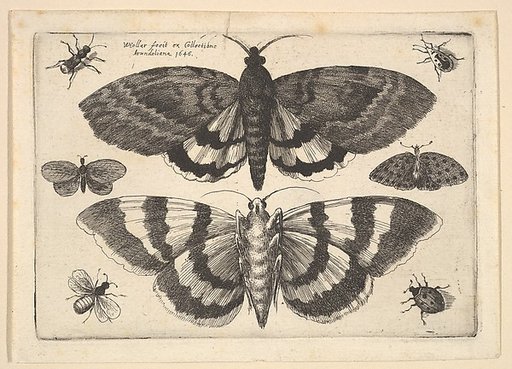 Two moths and six Insects