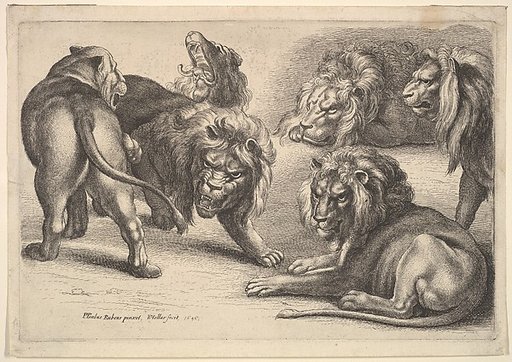 Six Lions in Various Poses