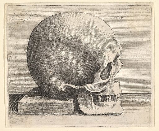 Skull in profile to right