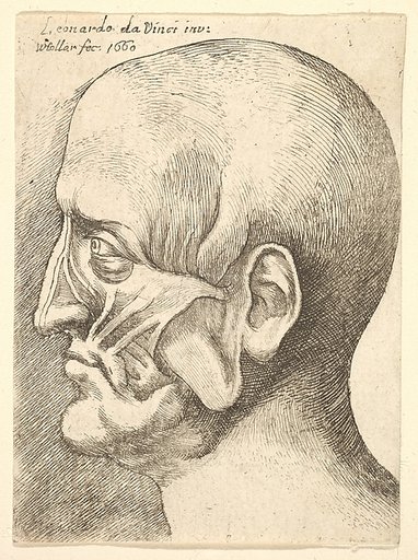 Ecorche head of a man in profile to left