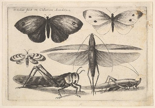 Six Insects