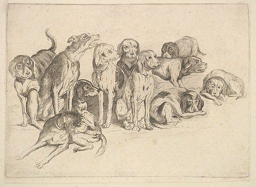 Eleven Hounds