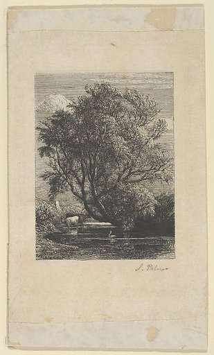 The Willow