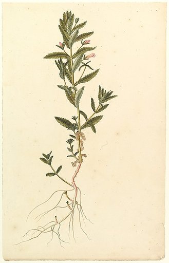 Botanical Study