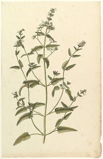 Botanical Study with a Species of the Nettle Family (genus Urtica)