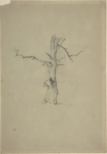 Study of a Dead Tree
