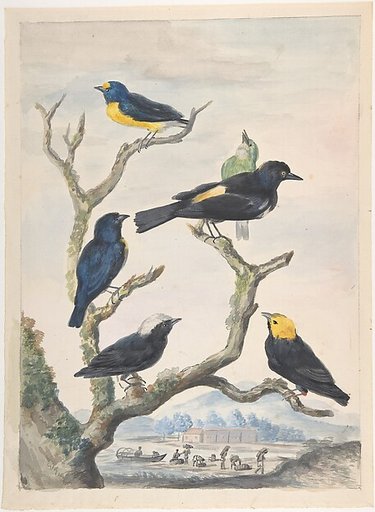 Six South American Birds